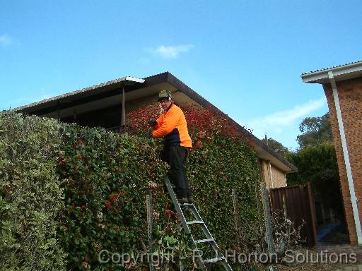 Hedge trimming 